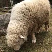 まめの画像