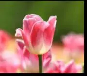 花子☆の画像