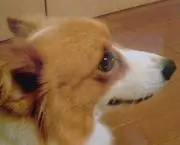 cookie