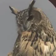 ふくろうの画像