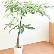 れんとの画像