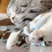 RINの画像