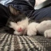 マツ