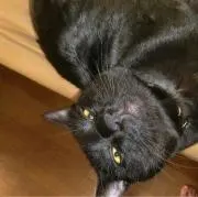 KUROPIの画像