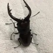 TA