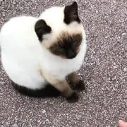 淑乃の画像