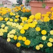 らっぴーの画像