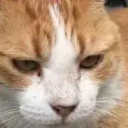またろぺ　プロフ確認の画像
