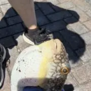 やどんの画像