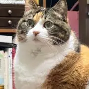 大吉大福店！値段交渉歓迎♪( ´θ｀)ノの画像