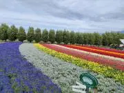 ゆずの画像