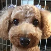 みぃこ