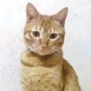たかちゃんSHOPの画像