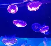 クラゲの画像