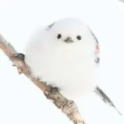 にし。の画像