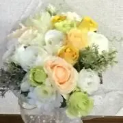 はなぽこちゃんの画像