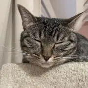 キジ