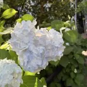 春*の画像