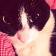 のらくろの画像