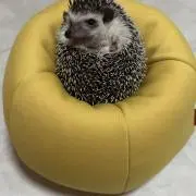 ®️【即購入OK❗️】の画像