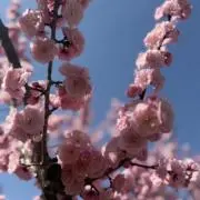 Miiiの画像