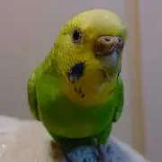 メロロ