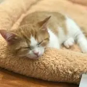 にゃんこの画像