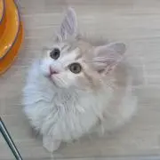 Si&Amの画像