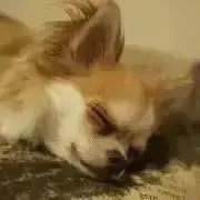 あこの画像