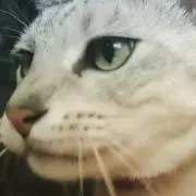 カリメロの画像
