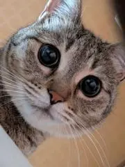 ライコの画像