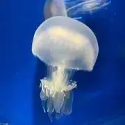 ちゃけ