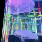 Jの画像