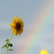 きのこの画像