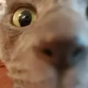 百結