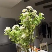 はちみつの画像