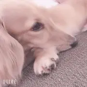 あいぼん