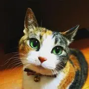 じゃんまにあんの画像