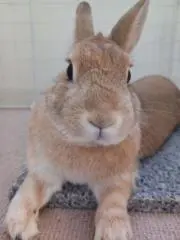モリゾーの画像