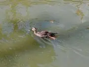 カルガモ