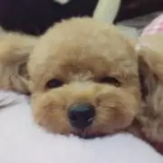 トイプーShushuの画像