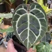 縁ぷら(観葉・多肉)の画像