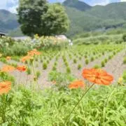sssaの画像