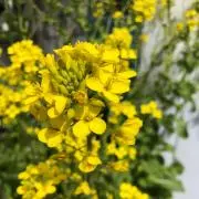 菜の花の画像