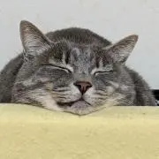 Mu Su