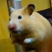 もみじんの画像