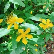 Image of 花屋⭐️植物苗