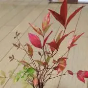 おひさま