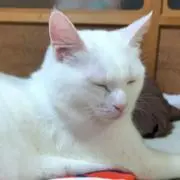 あゆみ※プロフ必読の画像