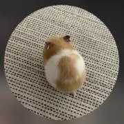 ハム尻❤️